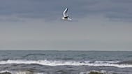 Caspian Sea, bird migrating