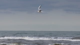 Caspian Sea, bird migrating
