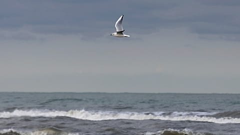 Caspian Sea, bird migrating
