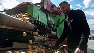 A worker inspects the potatoes in the village of Pestove, Kosovo, 26 March 2026