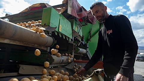 A worker inspects the potatoes in the village of Pestove, Kosovo, 26 March 2026