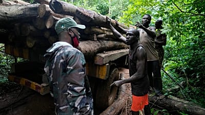 Boko Haram jihadists kill 18 loggers in Nigeria's Borno state