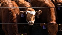 Cattle are lined up along a feed chute at the Darr Feedlot Ranch in Cozad, Nebraska, USA, on Friday, 5 December 2025.