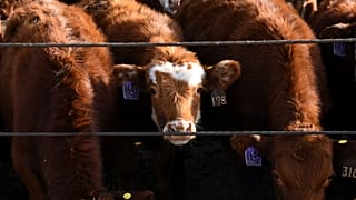 Rinder stehen am Freitag, dem 5. Dezember 2025, auf der Darr Feedlot Ranch in Cozad im US-Bundesstaat Nebraska an einer Futterrinne aufgereiht.