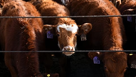 Cattle are lined up along a feed chute at the Darr Feedlot Ranch in Cozad, Nebraska, USA, on Friday, 5 December 2025.