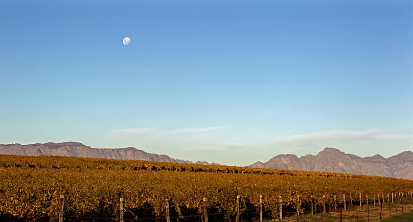 The moon is eeen over a vineyard near the small wine producing community of Riebeek Kasteel situated on the outskirts of Cape Town, South Africa, Saturday, June 2, 2012