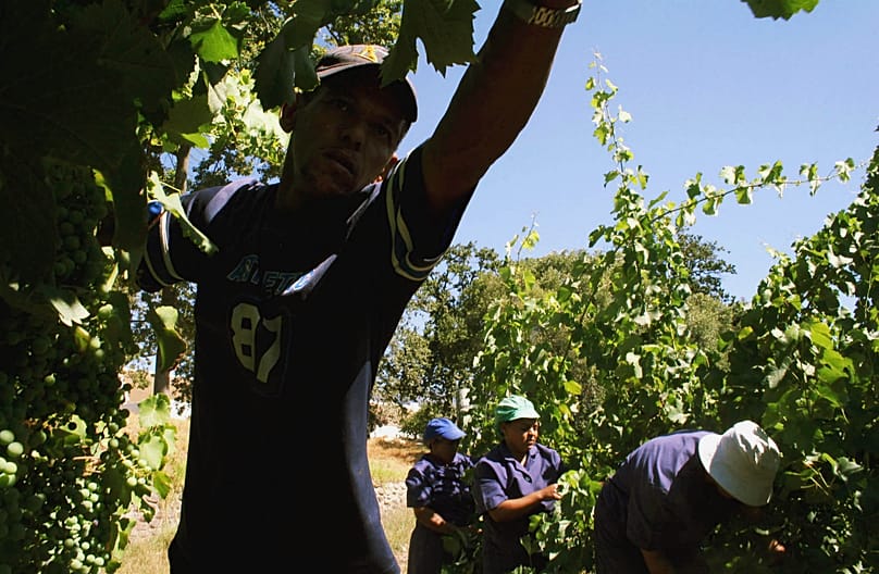 In this photo released Wednesday, Jan 7, 2007, laborers work in vineyards on a farm in the Cape Winelands Friday Jan 13, 2006.