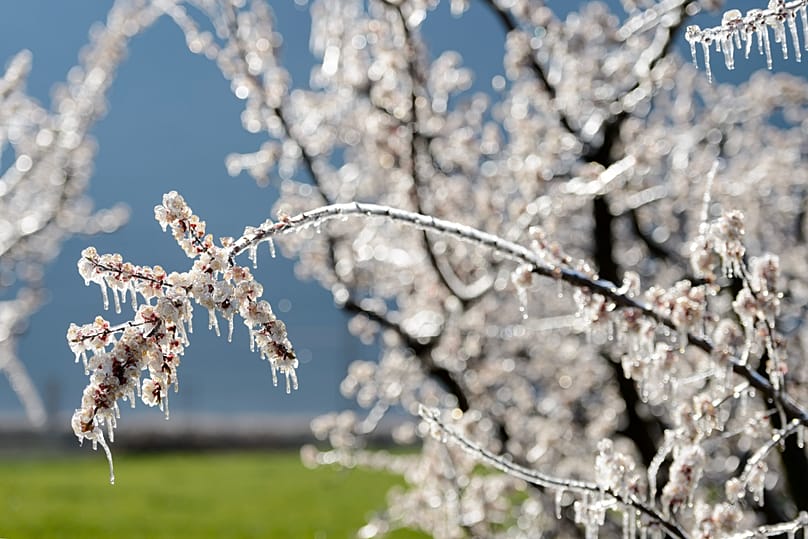 Die Eisheiligen bringen Frost und glasieren so manche Bäume, die gerade eigentlich in voller Blüte stehen.