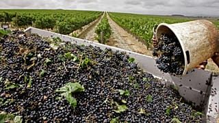 South Africa's winegrowers working to stay one step ahead of warming planet