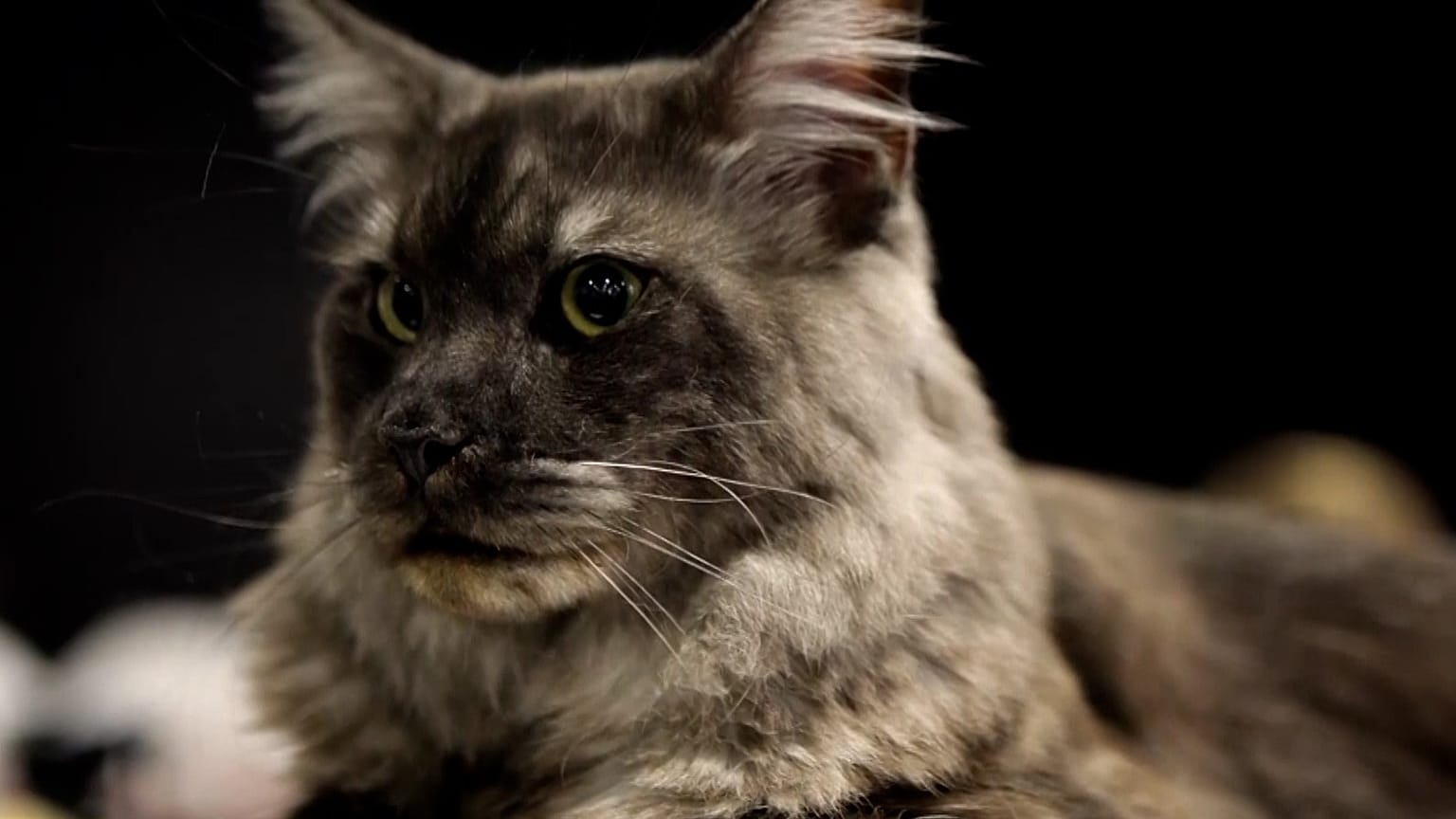 Katzenausstellung und Wettbewerb bei der „Cat Show Expo“ in Sofia, Bulgarien, am neunten Mai 2026.
