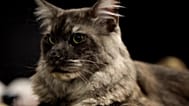 Sofia : exposition et concours de chats au « Cat Show Expo » le 9 mai 2026