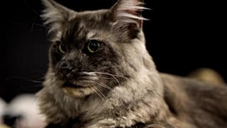 Esposizione e concorso felino al «Cat Show Expo» a Sofia, Bulgaria, 9 maggio 2026.