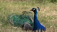 Peacock invasion in the town of Punta Marina, Italy, 29 April 2026.