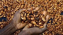 Côte d’Ivoire : le gouvernement face à la colère des producteurs de cacao