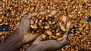 Côte d’Ivoire : le gouvernement face à la colère des producteurs de cacao