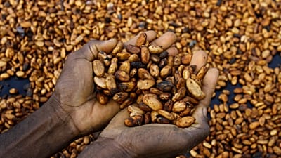 Côte d’Ivoire : le gouvernement face à la colère des producteurs de cacao