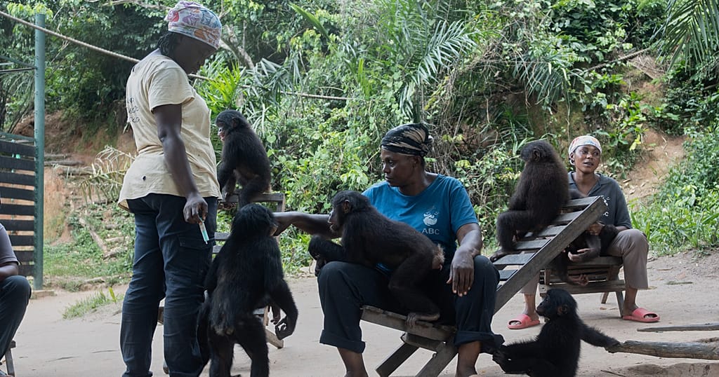 Inside the world’s only Bonobo rescue sanctuary in DRC