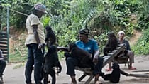 Inside the world’s only Bonobo rescue sanctuary in DRC