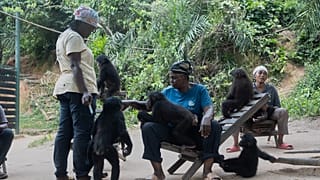 Inside the world’s only Bonobo rescue sanctuary in DRC