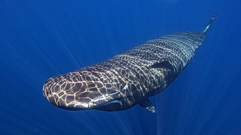 Whale blower - Stock Photo