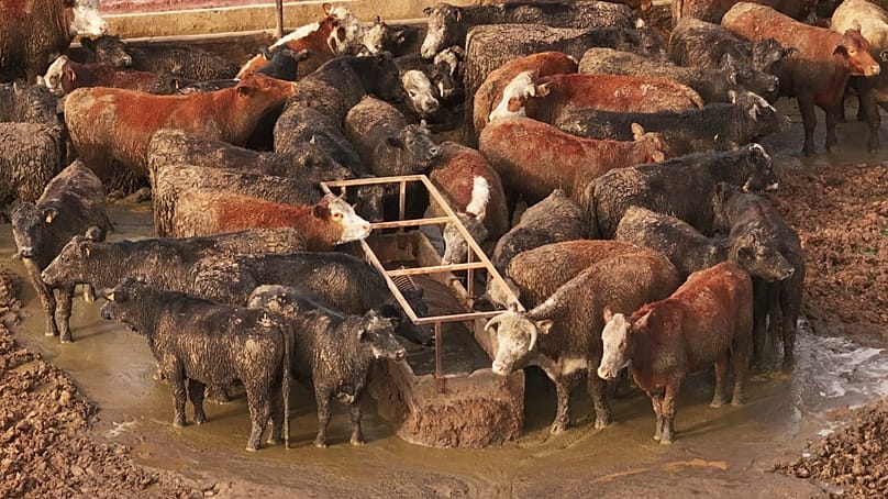 Les défenseurs du bien-être animal estiment que les antimicrobiens servent à éviter de traiter les causes profondes des maladies, comme la surpopulation et de mauvaises conditions de logement.