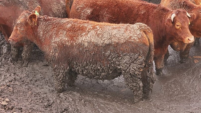Des systèmes d’élevage plus respectueux, où le stress est minimisé, réduiraient le besoin d’antimicrobiens, selon l’Animal Welfare Foundation.