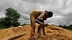Zimbabwe smallholders take up tobacco as crop rebounds