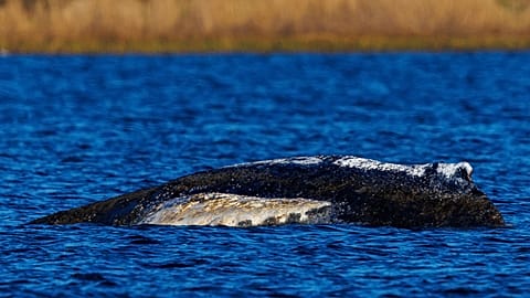 Foto della balena Timmy, arenata su un banco di sabbia vicino a Poel. 