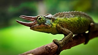 Kenya conservationists raise alarm over decline in species as reptile pet trade surges