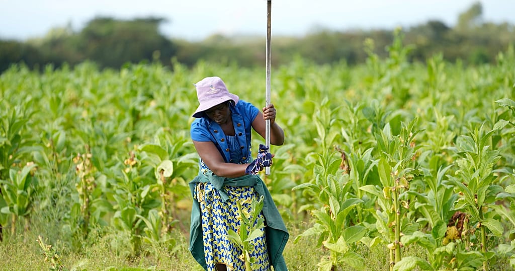 Zimbabwe : un regain d'intérêt pour le tabac grâce aux contrats conclus avec les petits exploitants