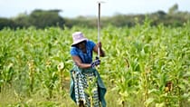 Zimbabwe smallholders take up tobacco as crop rebounds