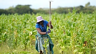 Zimbabwe smallholders take up tobacco as crop rebounds