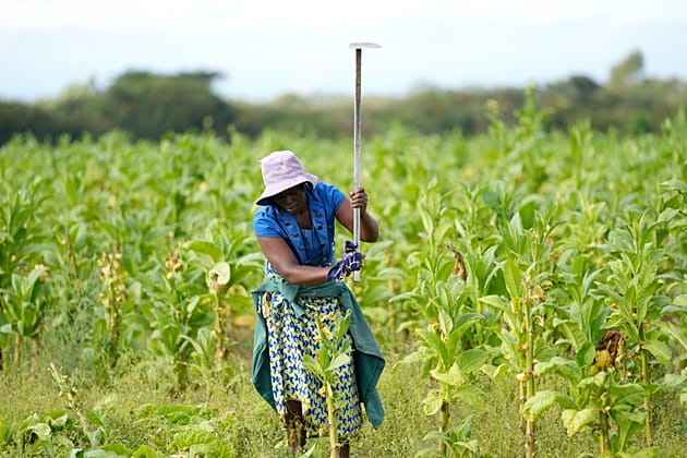 Zimbabwe smallholders take up tobacco as crop rebounds