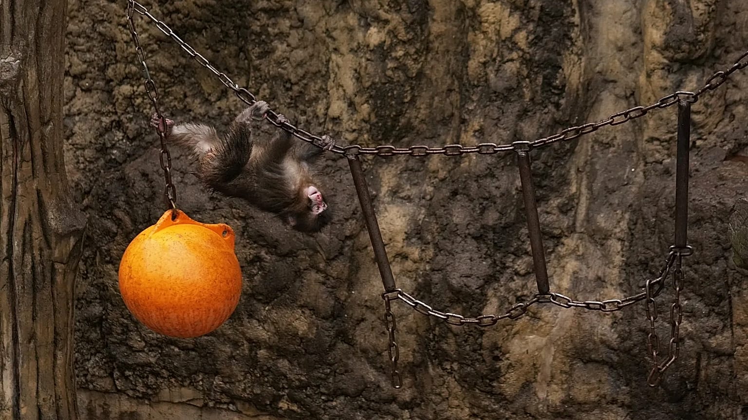 Punch, a Japanese macaque, plays in the monkeys' playground at the Ichikawa city zoo, 3 March, 2026