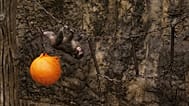 Punch, a Japanese macaque, plays in the monkeys' playground at the Ichikawa city zoo, 3 March, 2026