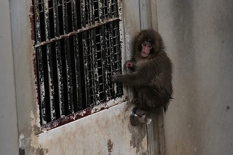 Punch, a Japanese macaque, climbs on the door knob as he was playing in the monkeys' playground at the Ichikawa city zoo, 3 March, 2026