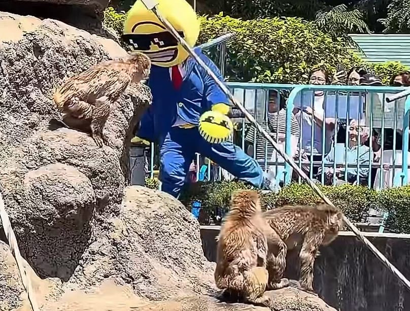 Screenshot of a video which allegedly shows a US national climbing into the monkey enclosure at Ichikawa zoo, 17 May, 2026