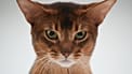 Darlen Fleur Dalmore Black, Abyssinian cat named World Cat Federation’s 2025 best cat, appears at Moscow’s Golden Paw pet show on Friday, Feb. 13, 2026.