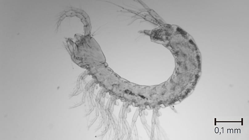 Il gamberetto di falda Parabathynella badenwuerttembergensis è considerato un fossile vivente. Raggiunge appena 1,3 millimetri di lunghezza.