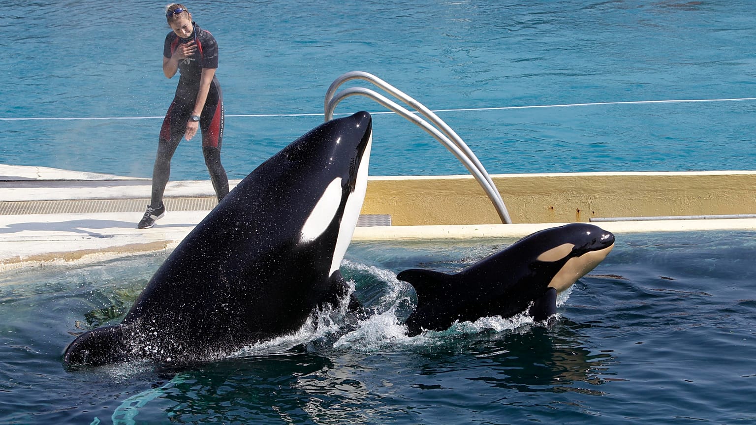 In questa foto del 18 aprile 2011, l'orca Wikie salta con il suo piccolo, una femmina nata un mese fa, nel parco acquatico Marineland di Antibes, nel sud-est della Francia.