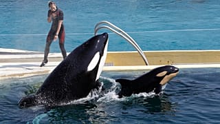 En esta foto del 18 de abril de 2011, la orca Wikie, salta con su cría, una hembra nacida hace un mes en el parque acuático Marineland de Antibes, al sureste de Francia.