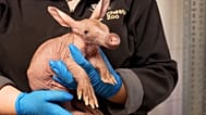 Una cría de cerdo hormiguero en brazos de un cuidador del zoo de Chester, en el Reino Unido, el 19 de mayo de 2026.