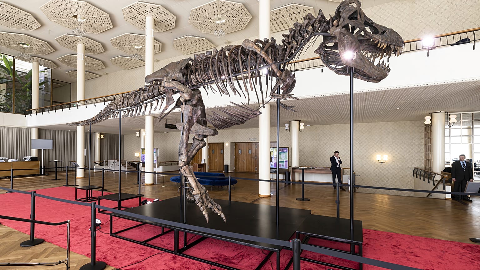 Le squelette d'un Tyrannosaurus rex baptisé « Trinity » lors d'une exposition à Zurich, en Suisse, le 29 mars 2023.