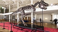 Le squelette d'un Tyrannosaurus rex baptisé « Trinity » lors d'une exposition à Zurich, en Suisse, le 29 mars 2023.