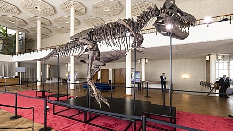 Le squelette d'un Tyrannosaurus rex baptisé « Trinity » lors d'une exposition à Zurich, en Suisse, le 29 mars 2023.