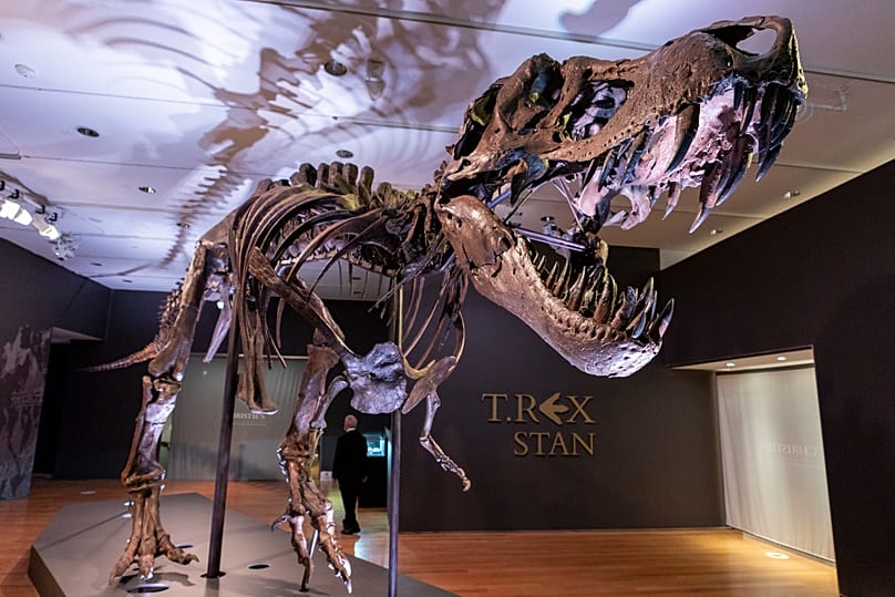 L'un des fossiles de Tyrannosaure rex les plus grands et les plus complets jamais découverts, exposé le 15 septembre 2020 chez Christie's à New York.