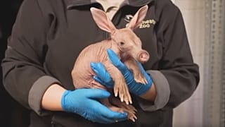 Royaume-uni : un nouveau-né parmi les oryctéropes du zoo de Chester