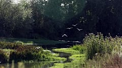 Die Kinder wurden offenbar im Wald ausgesetzt