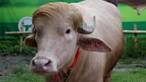 Bangladesh: Albino buffalo nicknamed “Donald Trump” becomes unlikely star attraction 