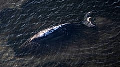 While still alive, the whale later named Timmy was stranded off Poel. It was subsequently washed ashore dead off Denmark.